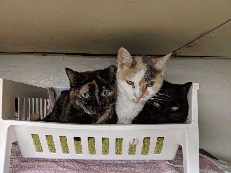Cat Guardians