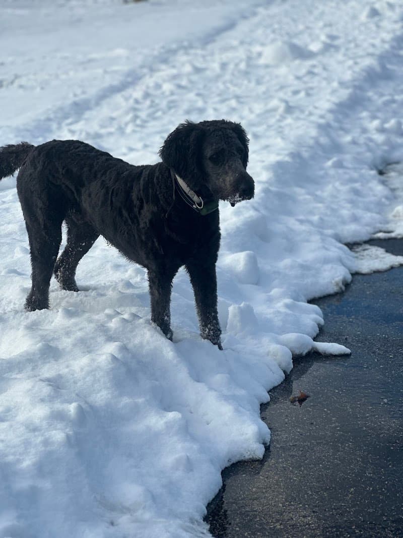 Homestead Howl Dog Park photo 3