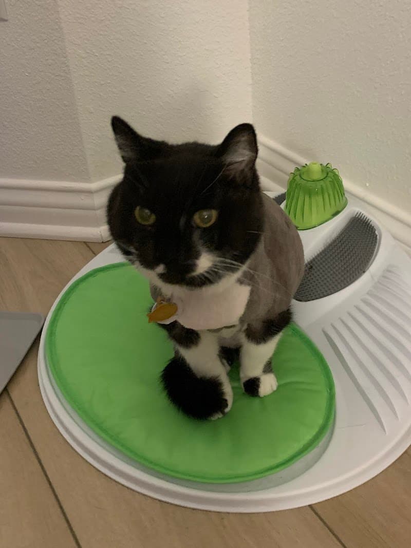 PurrSnips
