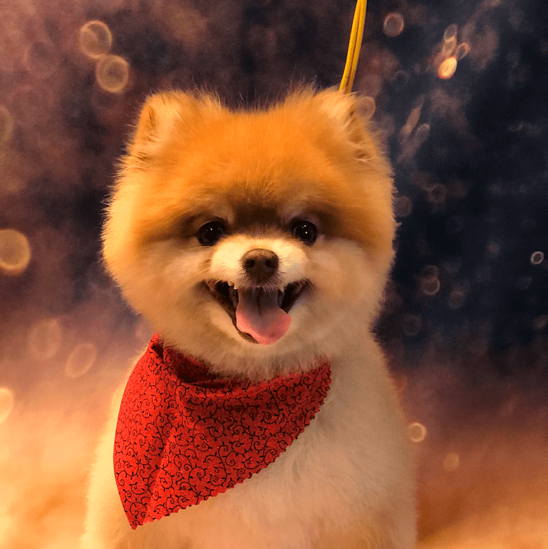 Paws On the Move photo 2