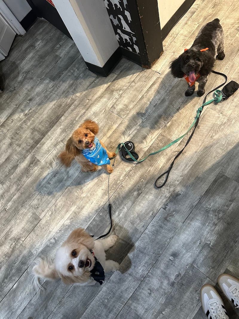 Salon Dog