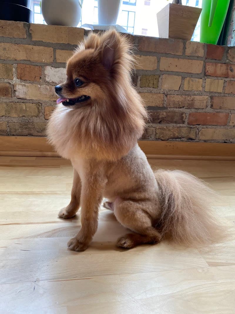Royal Pet Beauty Shop photo 2
