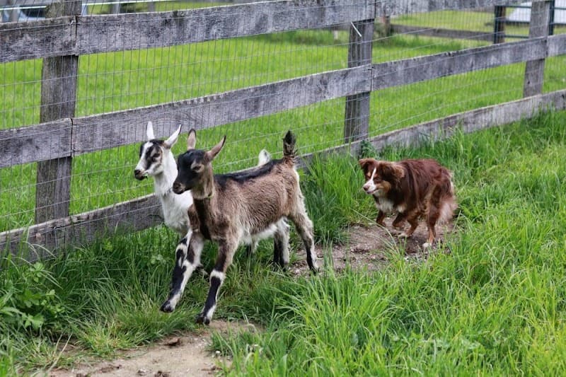 Countrytime K9