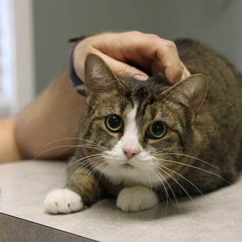 Sherlock Bones Animal Hospital photo 3