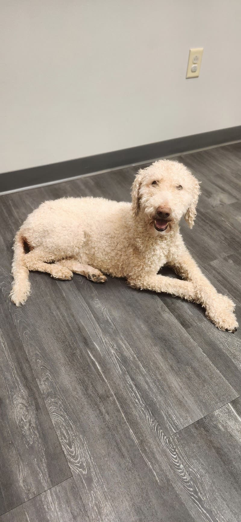 Parkside Animal Hospital