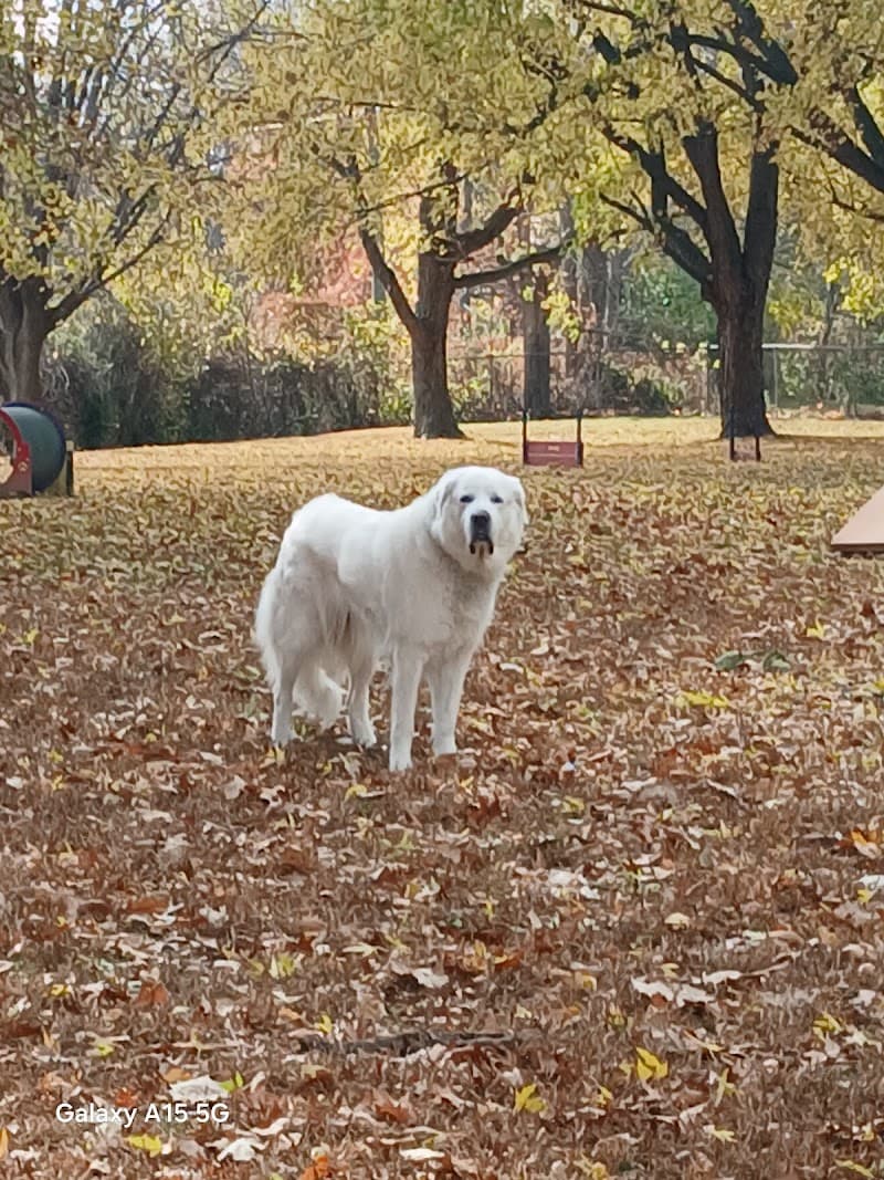 Mehlig Dog Park photo 2