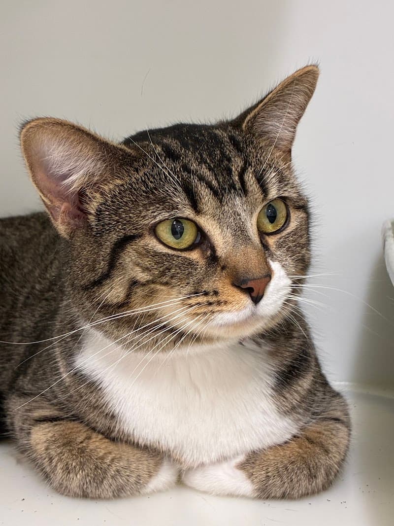 Cleveland Animal Protective League photo 2