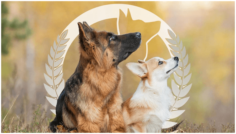 John Earle Dog Training