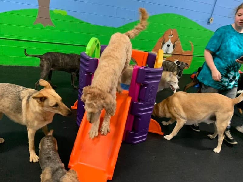 Dogtastic Fun