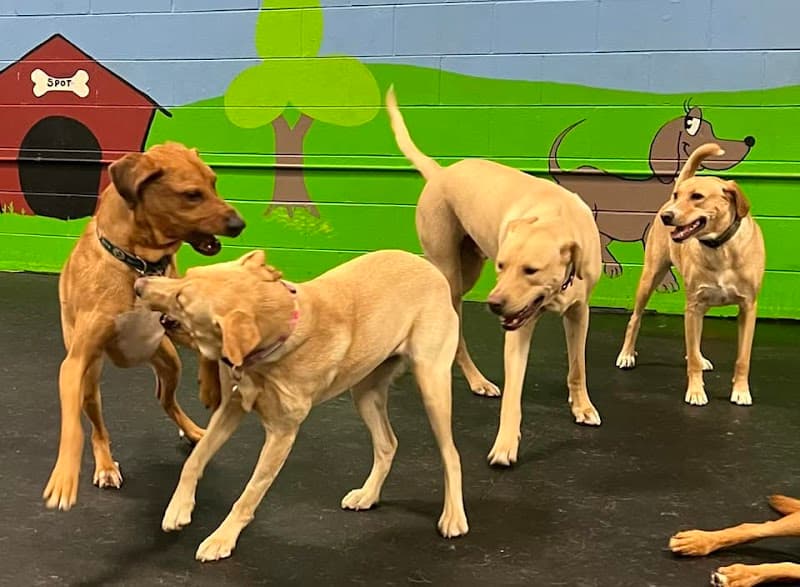 Dogtastic Fun photo 3