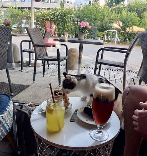 The Catcade photo 2
