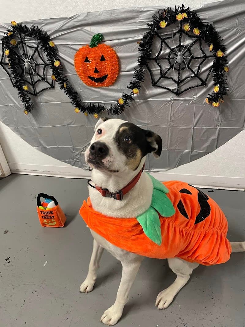 Happy Tails & Trails photo 3