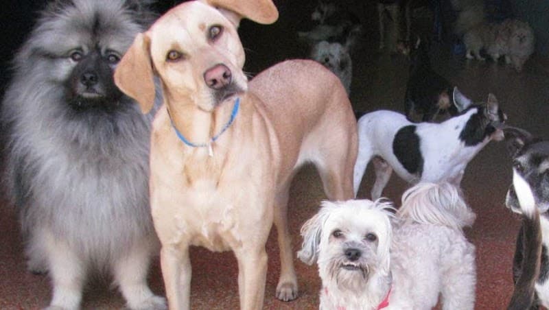 Downtown Dogs