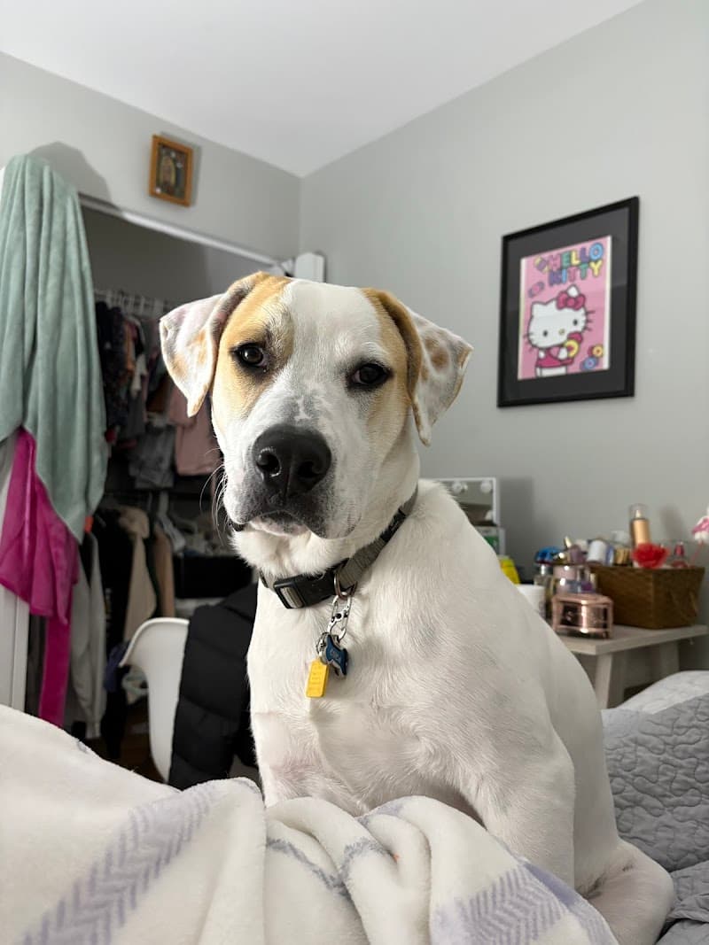 4 Paws 4 U 4 Ever photo 2