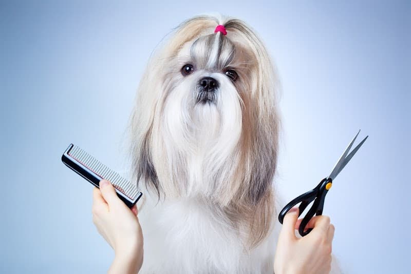 Yuppee Puppee photo 2