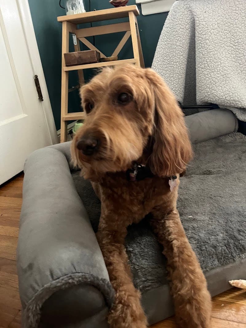 Ollu Dog Wash & Grooming Salon photo 3
