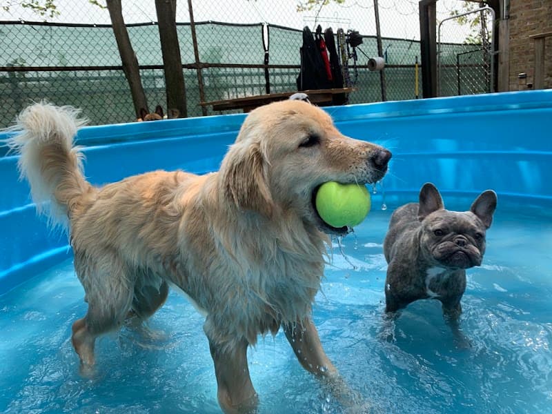 Zen Dogs Chicago photo 2