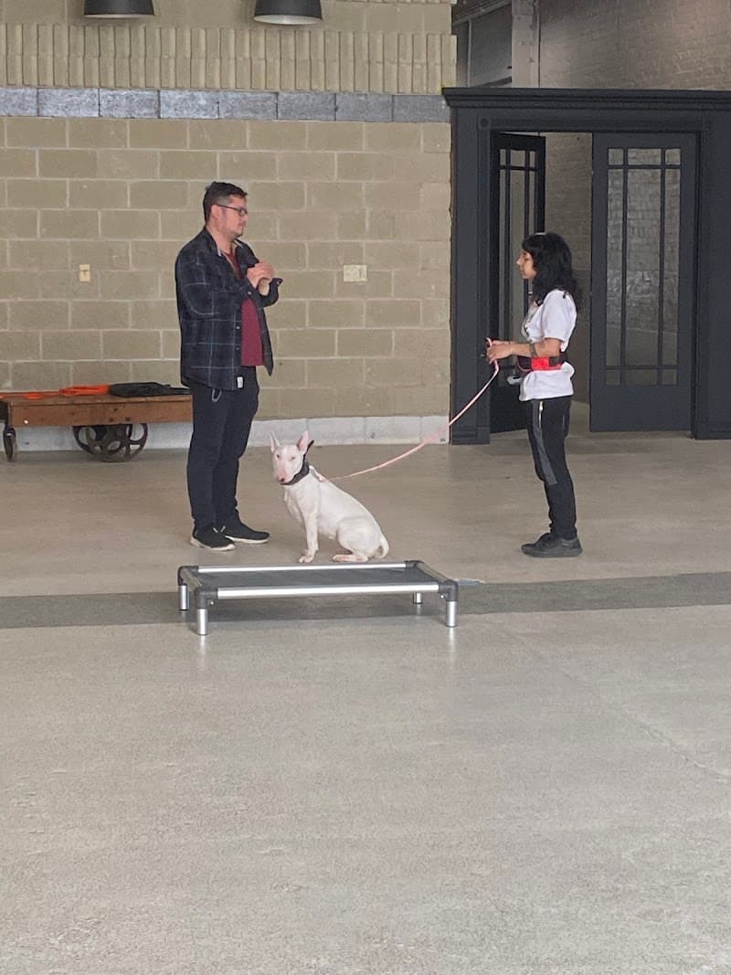 Canine Perspective