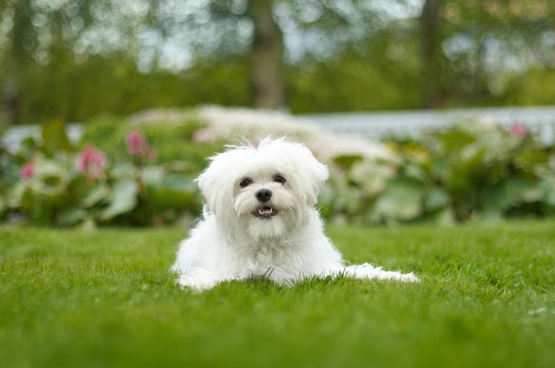 Pet Care Plus