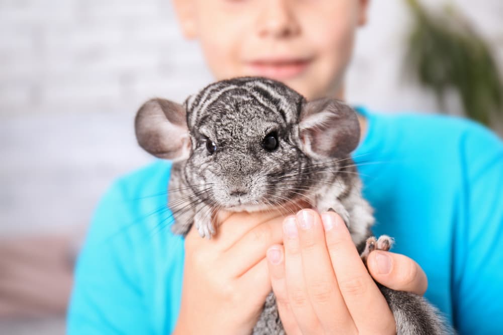 2nd Street Animal Hospital & Exotic Clinic