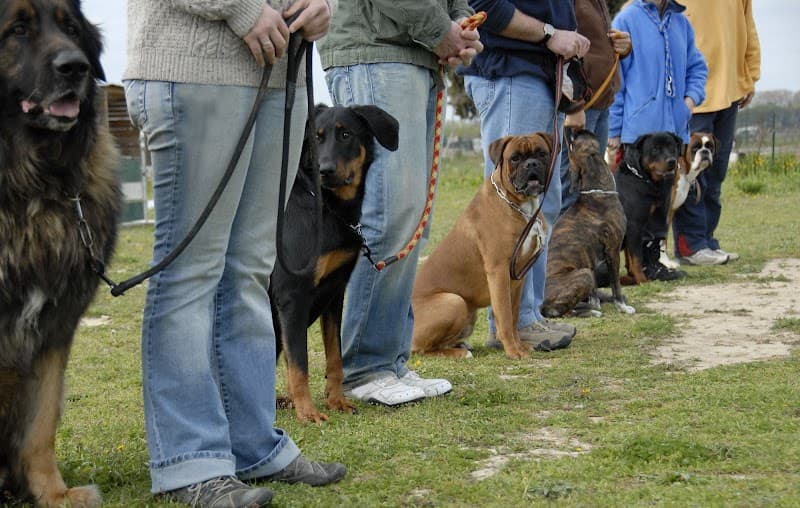 303K9 - Denver Dog Training