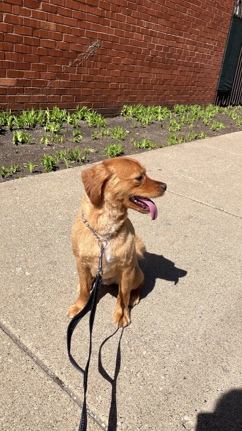 Canine Sports Dog Training photo 3