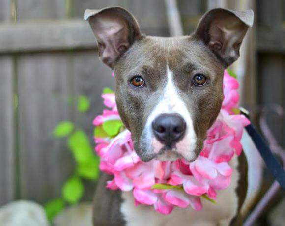 I heart dogs rescue