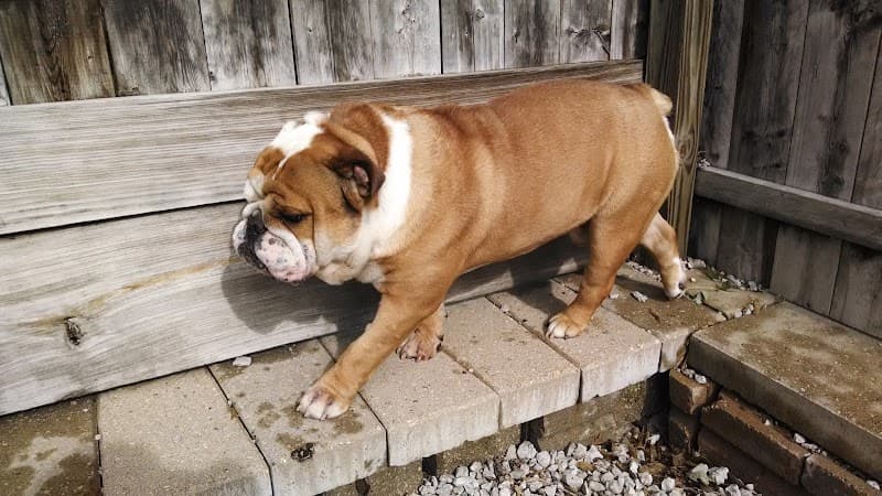 Tanglewood Kennels