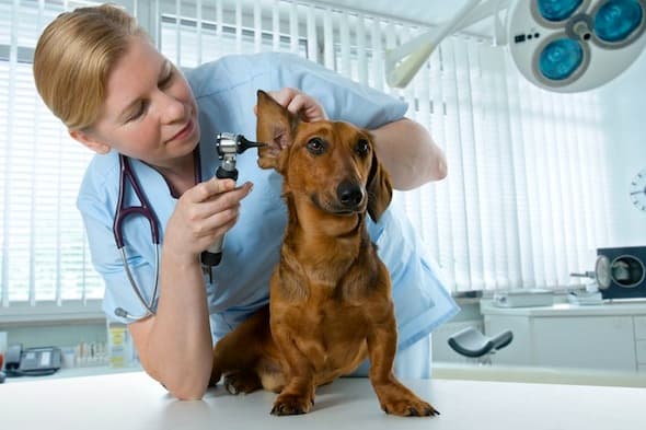 St. Paul Veterinary Clinic photo 2