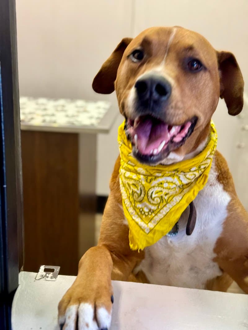 MetroPet Animal Hospital photo 3