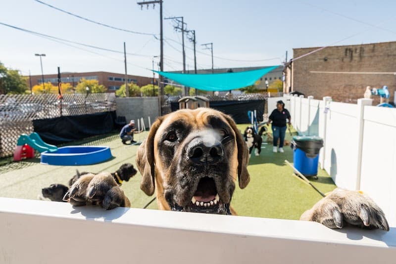 Pupstars Pet Care