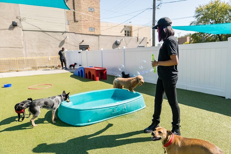 Pupstars Pet Care photo 2