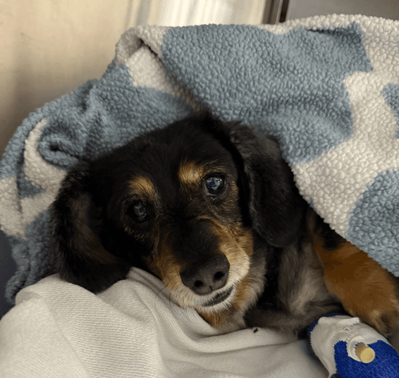 D'adamo Veterinary Hospital photo 2