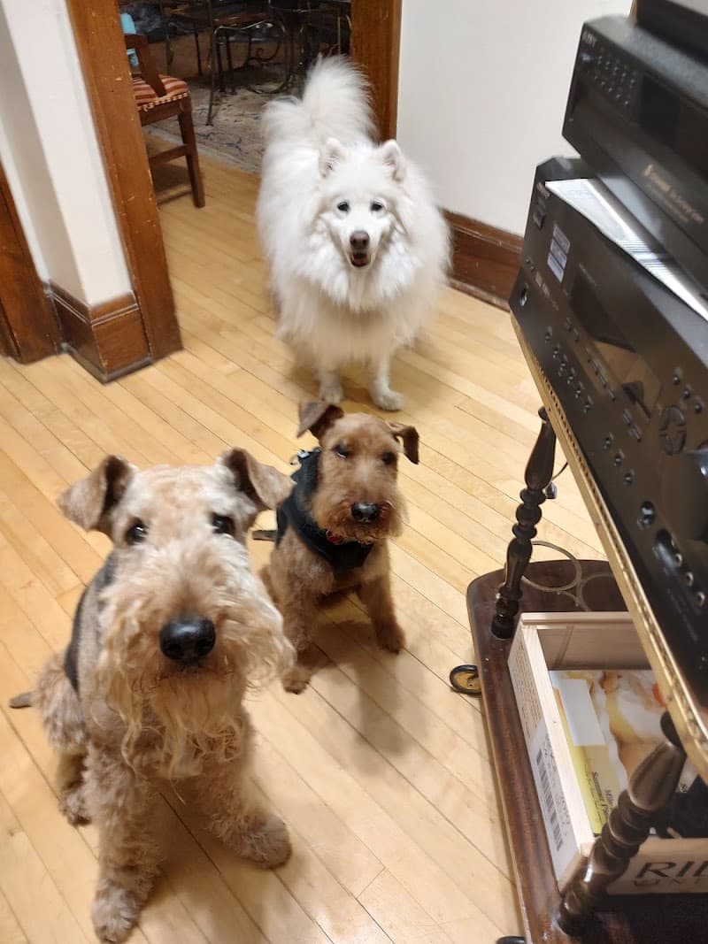 The Dogwalkers