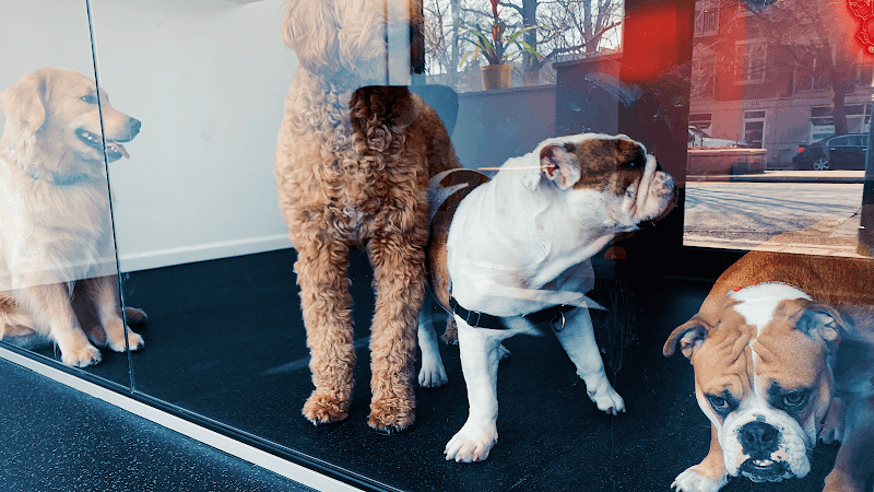SBK Dog Club