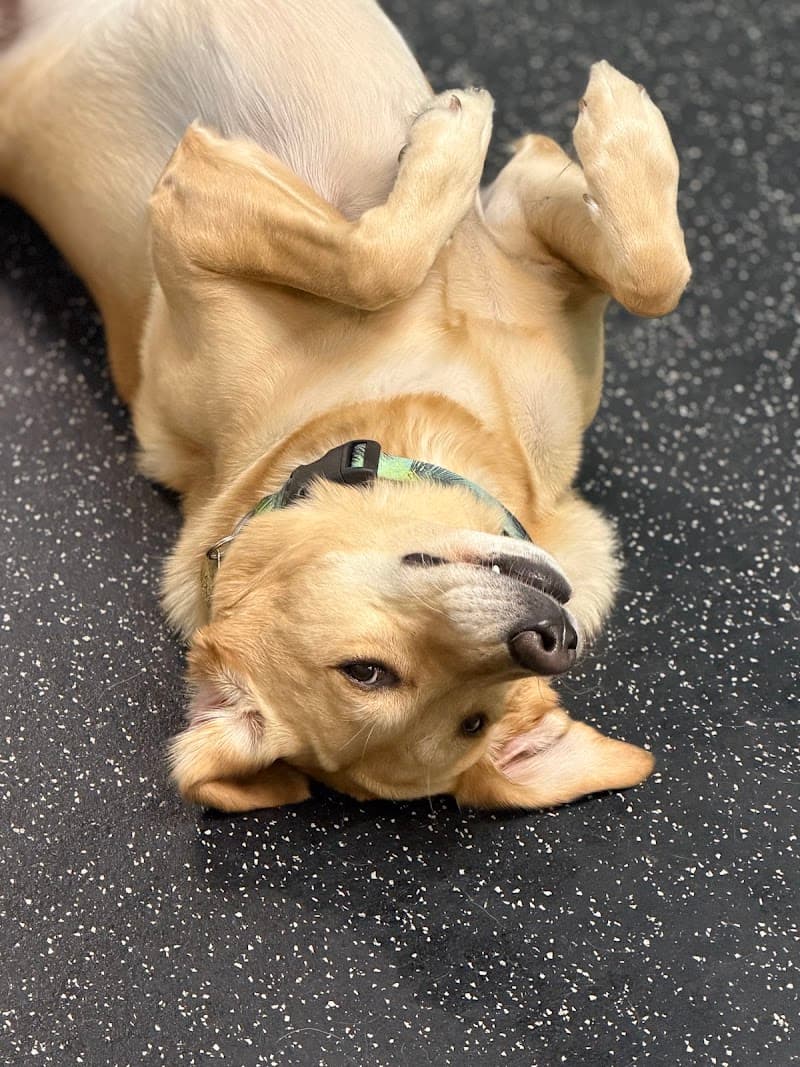 SBK Dog Club photo 2
