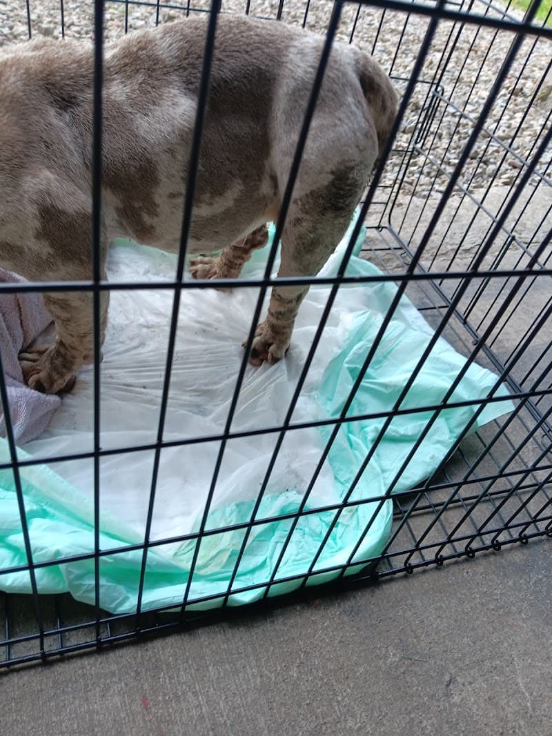 Muncie City Animal Shelter photo 2