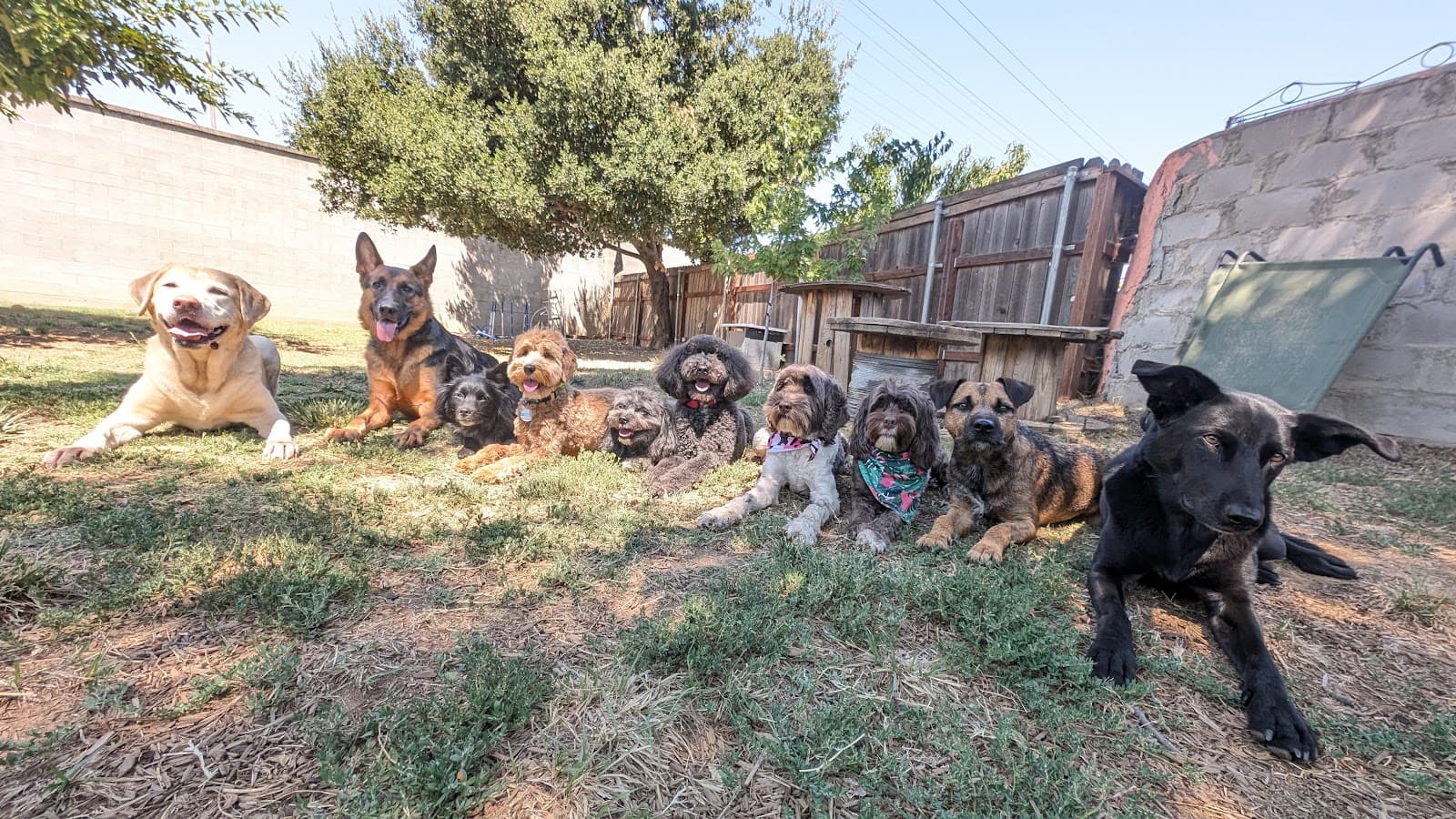 3D Dog Training Sac