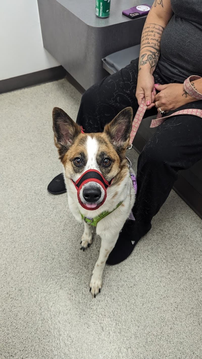 Broad Ripple Animal Clinic photo 3