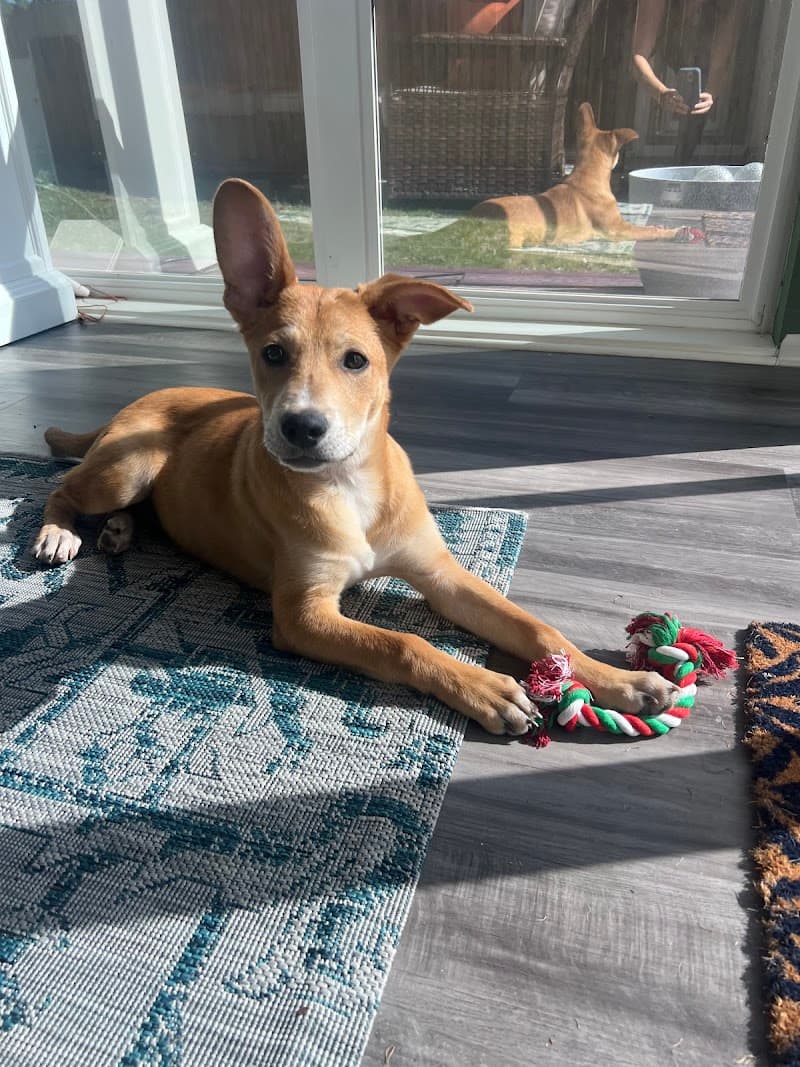 4 Paws 4 Life Rescue and Boarding photo 3