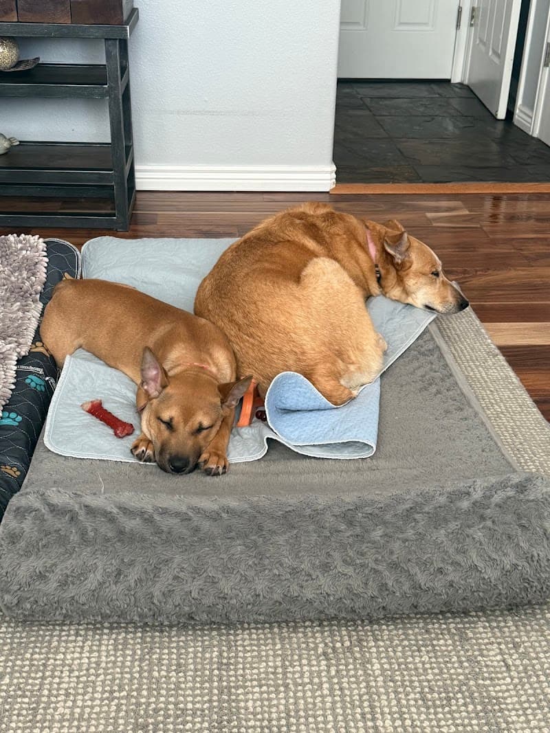 4 Paws 4 Life Rescue and Boarding photo 5