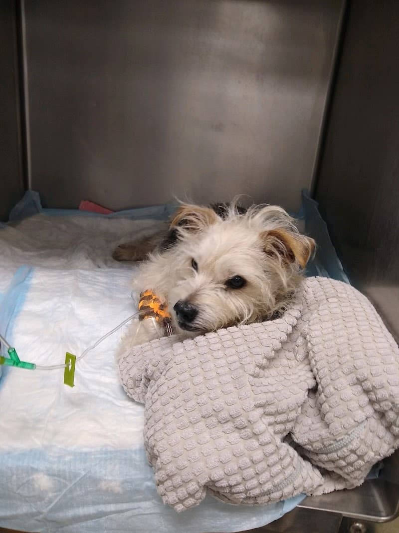 Affiliated Veterinary Emergency Service photo 3