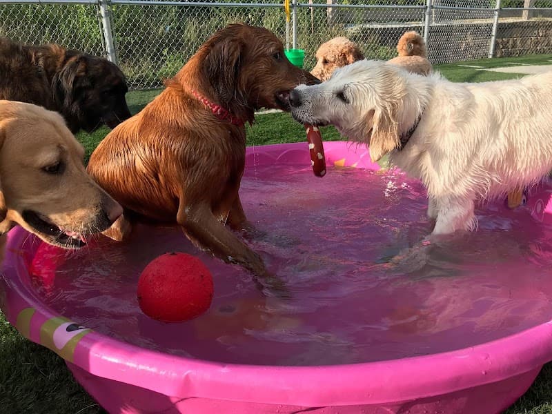 Club Canine, Doggie Daycare, Boarding, Grooming