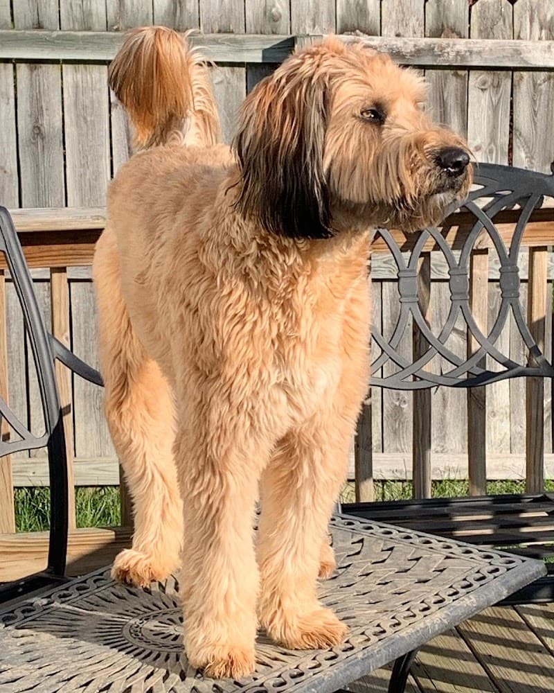 Club Canine, Doggie Daycare, Boarding, Grooming photo 2