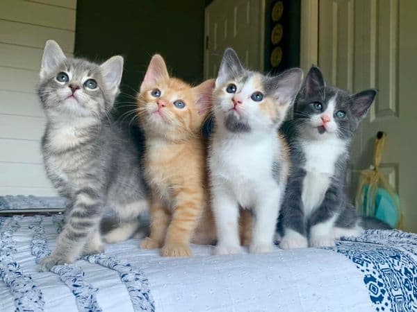 Pet Haven photo 2
