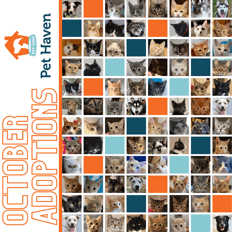 Pet Haven photo 3