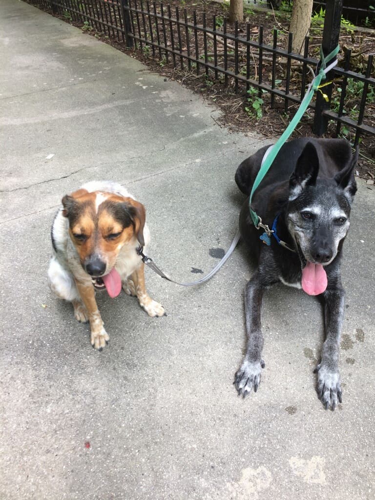 West Town Walkers