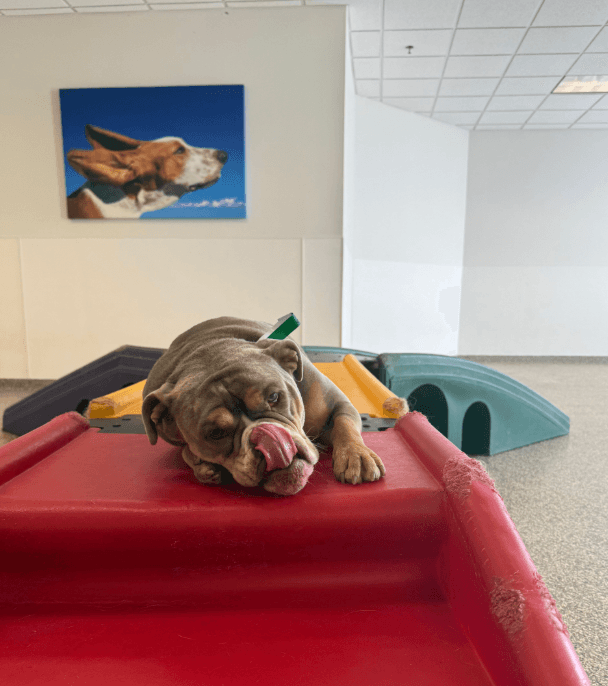 Adogo Pet Hotels
