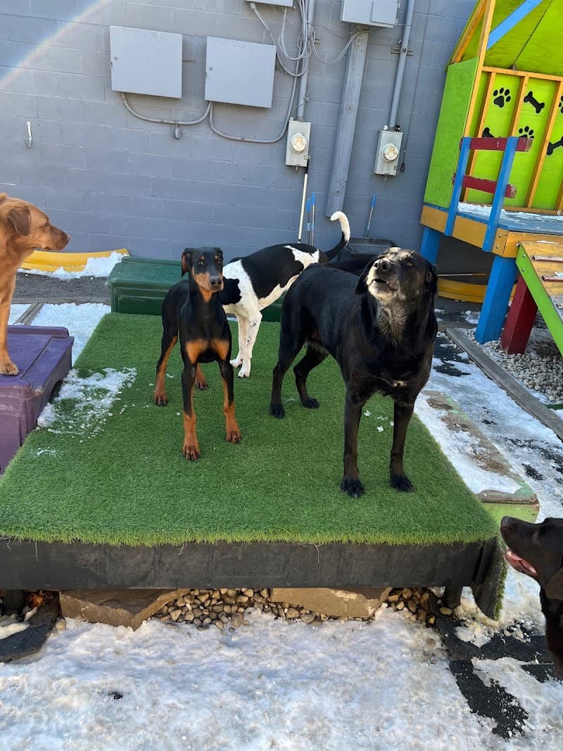 Rockstar Pets