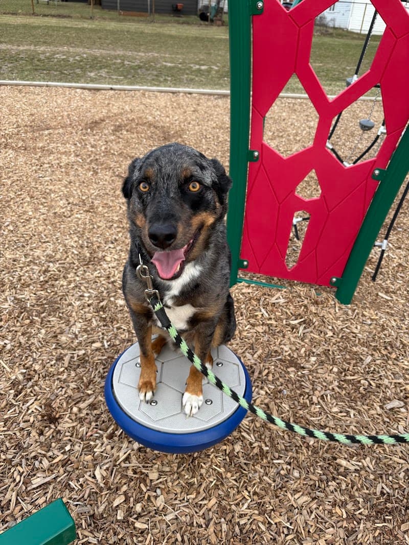 At Whits End Dog Training photo 3